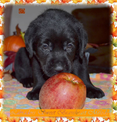 Les chiots de Labrador Retriever