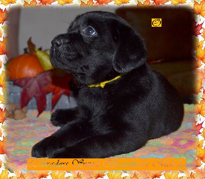 Les chiots de Labrador Retriever