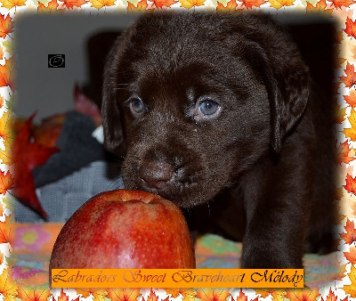 Les chiots de Labrador Retriever