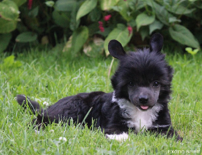 Les chiots de Chien chinois à crête