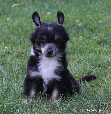 Les chiots de Chien chinois à crête