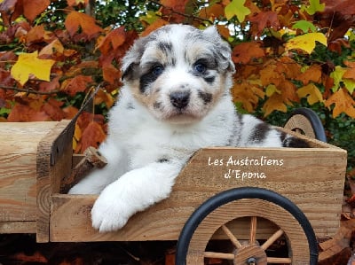 Les chiots de Berger Australien