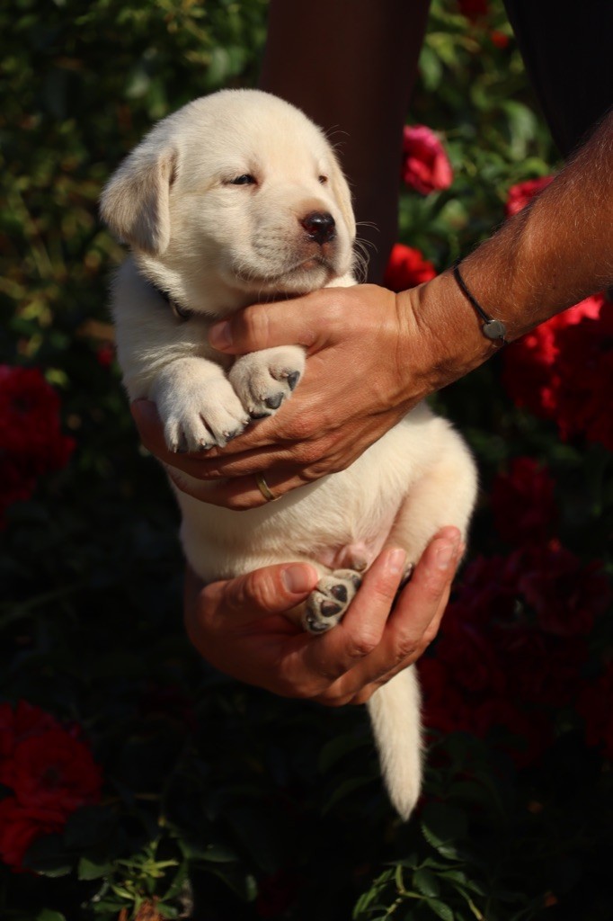 MALE DISPONIBLE - Labrador Retriever