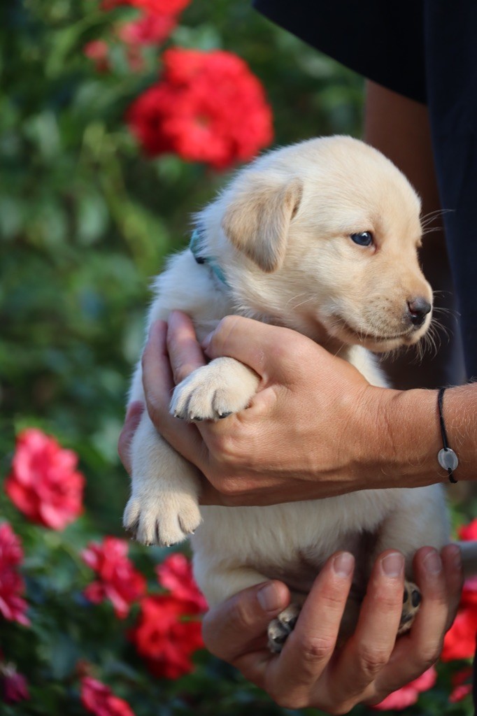 FEMELLE DISPONIBLE - Labrador Retriever