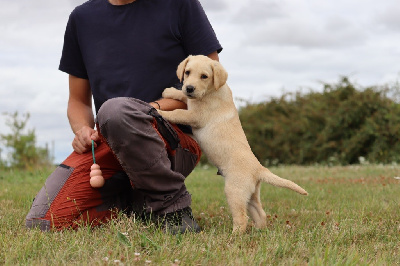 Les chiots de Labrador Retriever