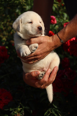 Les chiots de Labrador Retriever