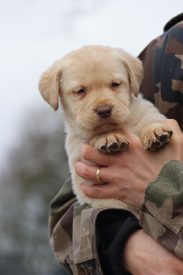 Les chiots de Labrador Retriever