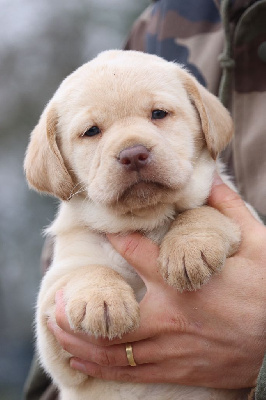 Les chiots de Labrador Retriever