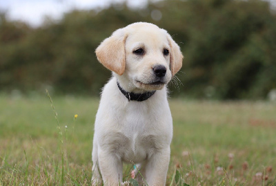 Les chiots de Labrador Retriever