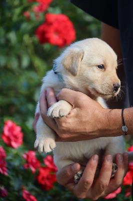 Les chiots de Labrador Retriever