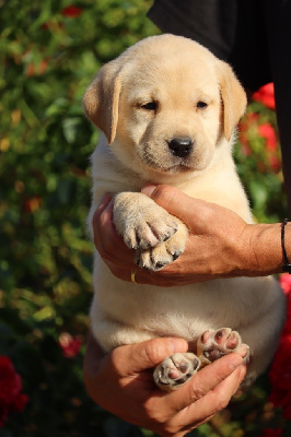 Les chiots de Labrador Retriever