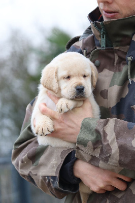 Les chiots de Labrador Retriever