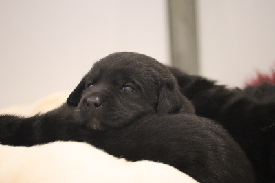 Les chiots de Labrador Retriever