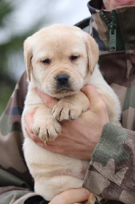 Les chiots de Labrador Retriever