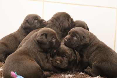 Les chiots de Labrador Retriever