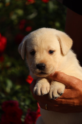 Les chiots de Labrador Retriever