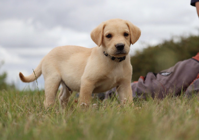 Les chiots de Labrador Retriever