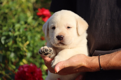 Les chiots de Labrador Retriever