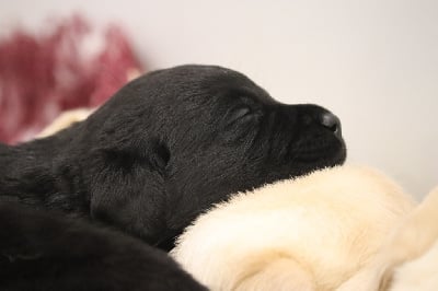 Les chiots de Labrador Retriever