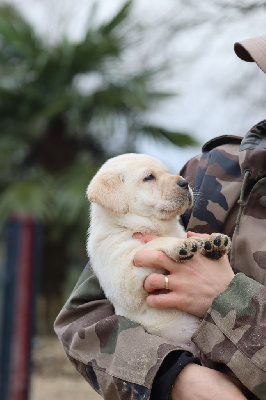 Les chiots de Labrador Retriever