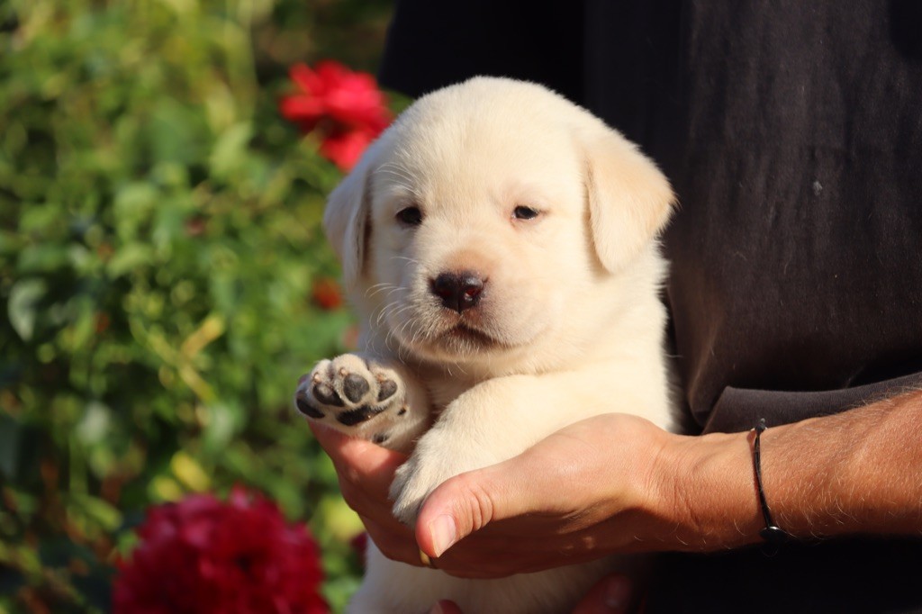 Femelle disponible - Labrador Retriever