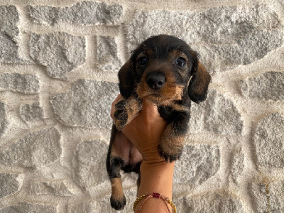 Les chiots de Teckel poil dur