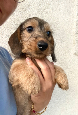 Les chiots de Teckel poil dur