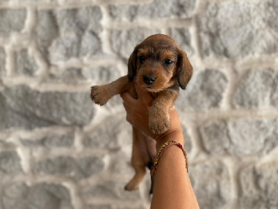 Les chiots de Teckel poil dur