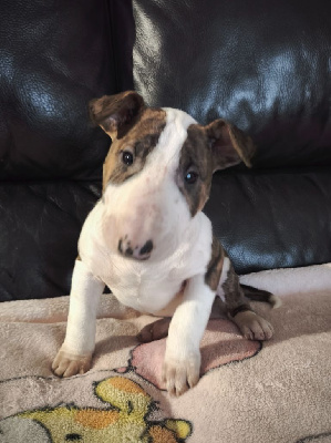 Les chiots de Bull Terrier