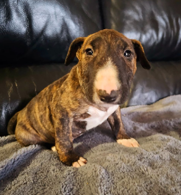 Les chiots de Bull Terrier