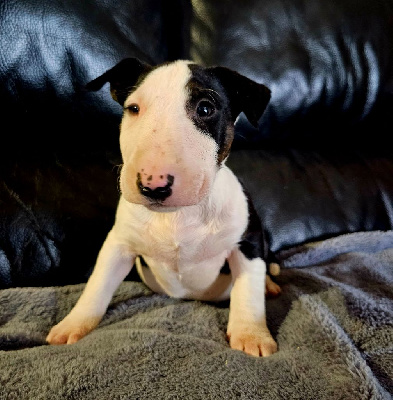 Les chiots de Bull Terrier