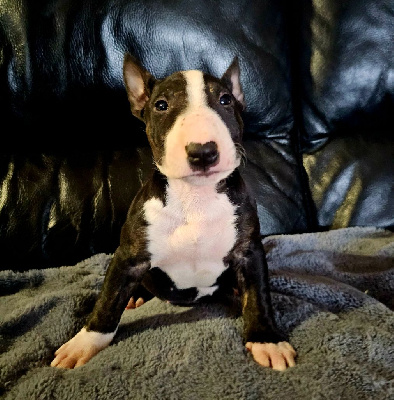 Les chiots de Bull Terrier