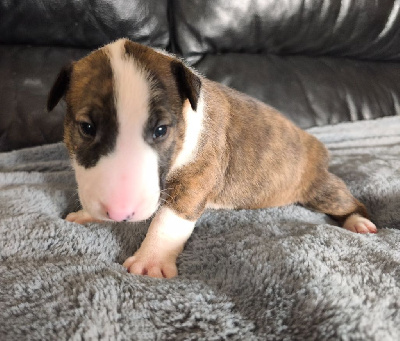 Les chiots de Bull Terrier