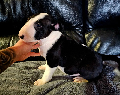 Les chiots de Bull Terrier