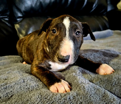 Les chiots de Bull Terrier