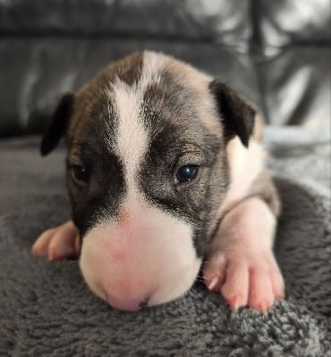 Les chiots de Bull Terrier