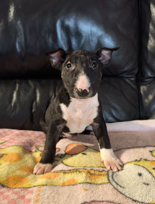 Les chiots de Bull Terrier