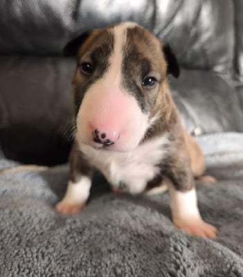 Les chiots de Bull Terrier