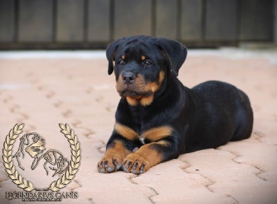 Les chiots de Rottweiler