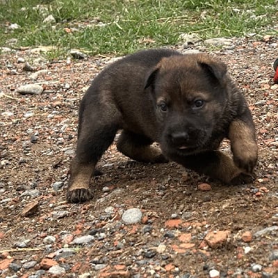 Les chiots de Berger Allemand