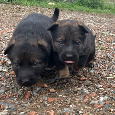 Les chiots de Berger Allemand