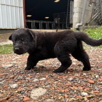 Les chiots de Berger Allemand