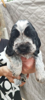 Les chiots de Cocker Spaniel Anglais