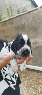 Les chiots de Cocker Spaniel Anglais