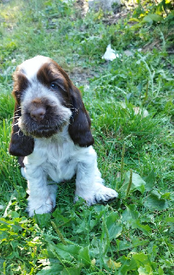 Les chiots de Cocker Spaniel Anglais