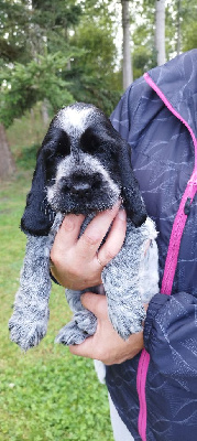 Les chiots de Cocker Spaniel Anglais