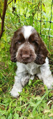 Les chiots de Cocker Spaniel Anglais