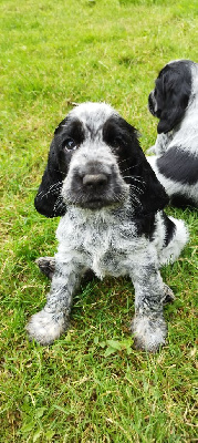 Very Cute dit Cutie - Cocker Spaniel Anglais