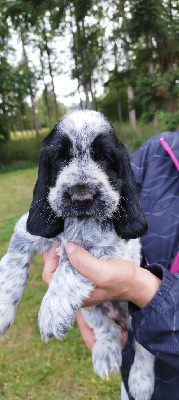 Les chiots de Cocker Spaniel Anglais