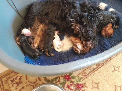 Les chiots de Cocker Spaniel Anglais